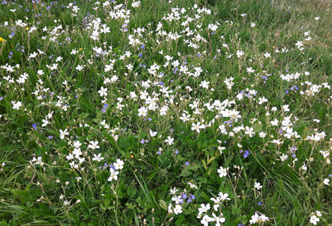 Dry Acid Grasslands